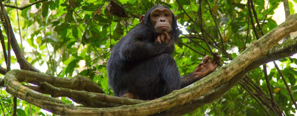 Chimpanzee in the mahale national park