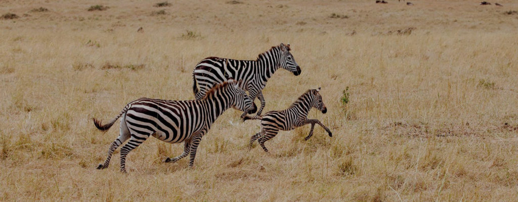 zebras roaming in the burigi chato
