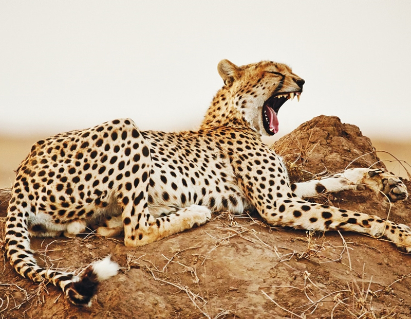 Cheetah resting on a grassy plain in Serengeti National Park