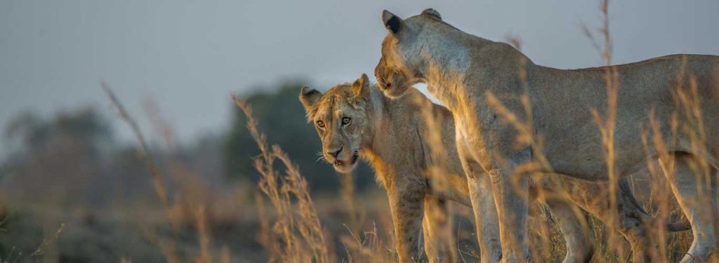 Lions at mikumi national park