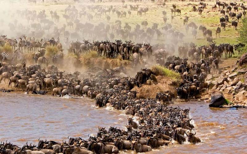 Thousands of wildebeests crossing the Mara River during the Great Migration in Serengeti