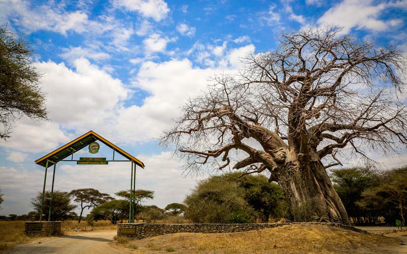 baobab tree at the Tarangire National Park gate