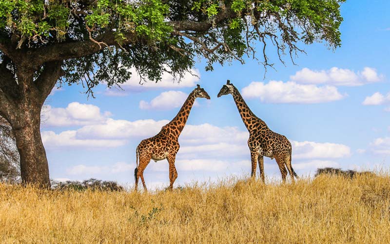 Giraffes