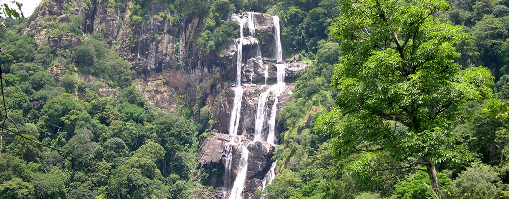 Lush rainforest landscape in Udzungwa Mountains National Park, Tanzania