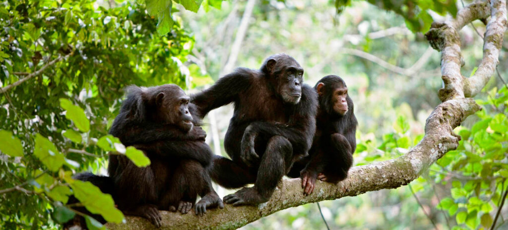 Chipanzee at gombe national park Tanzania