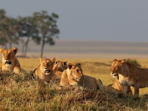 A pride of lions resting on the grass in Serengeti National Park during a Tanzania safari