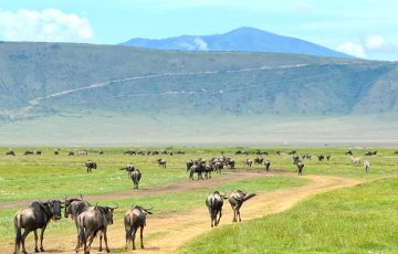ngorongoro-crater-day-trip
