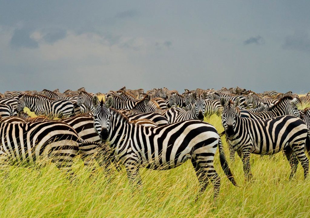 A herd of zebras grazing on the Serengeti plains during a Tanzania safari