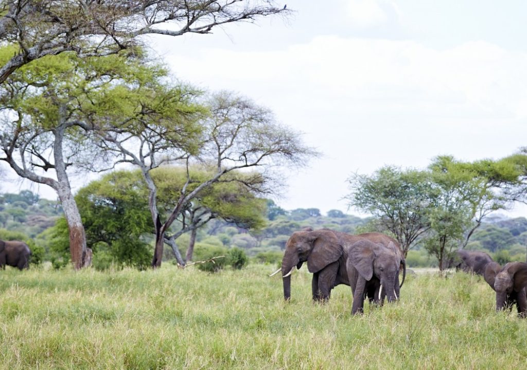 Elephant herd in Tarangire National Park